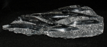 Orthoceras